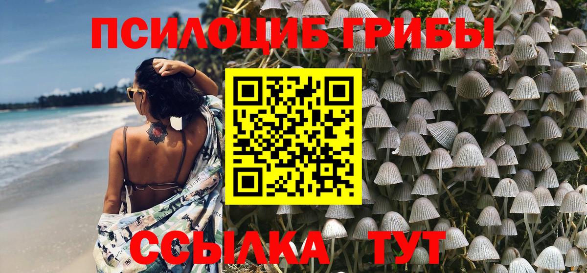 Псилоцибиновые грибы Psilocybe Мичуринск